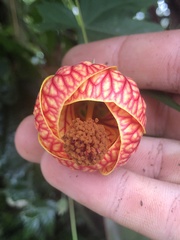 Callianthe picta image