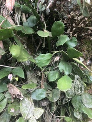 Image of Brasiliopuntia brasiliensis