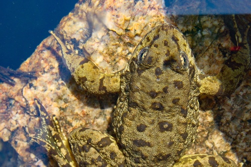 iNaturalist observation photo of Sierra Nevada Yellow-legged Frog