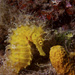 Observation photo