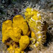 Observation photo