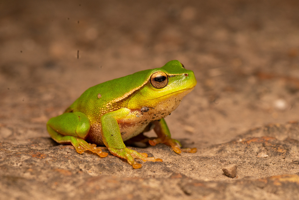 Leaf Green Tree Frog from Newcastle NSW, Australia on January 15, 2023 ...