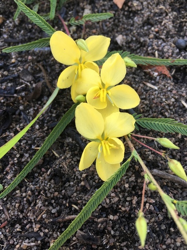 Fishbone cassia