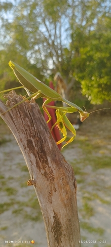 Stagmatoptera biocellata
