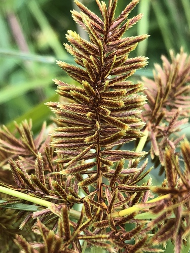 redroot flatsedge (Cyperus erythrorhizos)