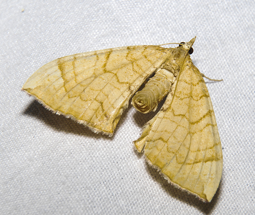 Eulithis luteolata