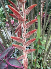 Heliconia vellerigera image