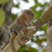 Eastern Pygmy Marmoset - Photo (c) Bruno Rennó, all rights reserved, uploaded by Bruno Rennó