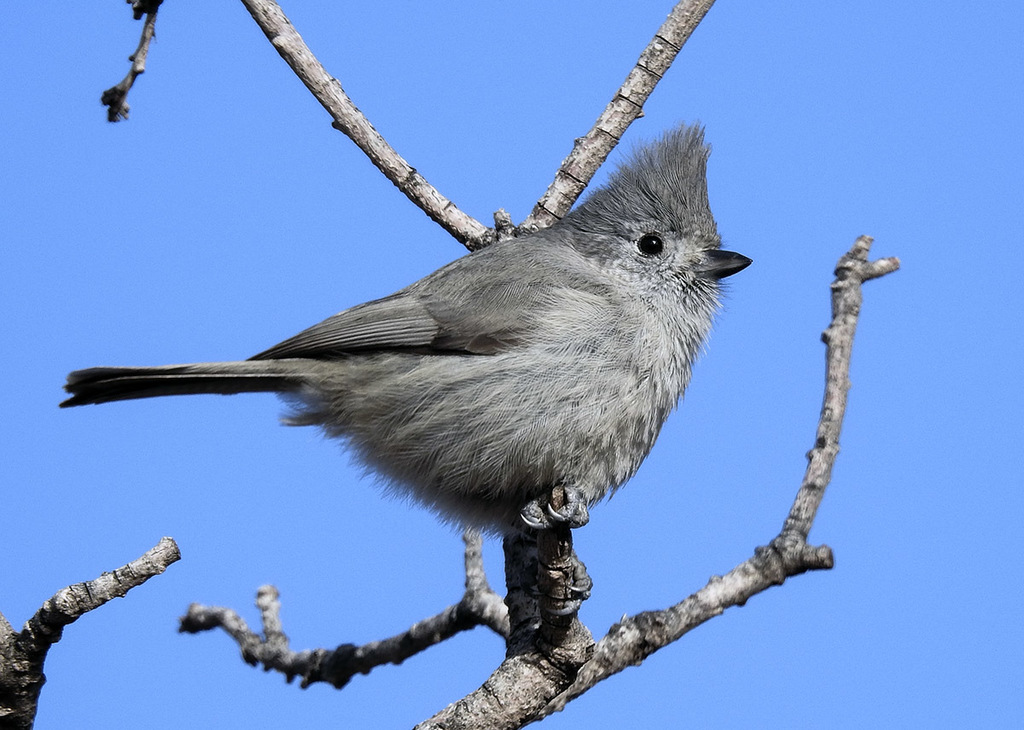 Juniper Titmouse photo
