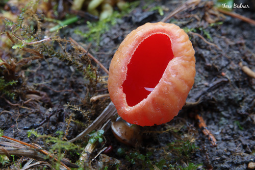 Scarlet Elfcup