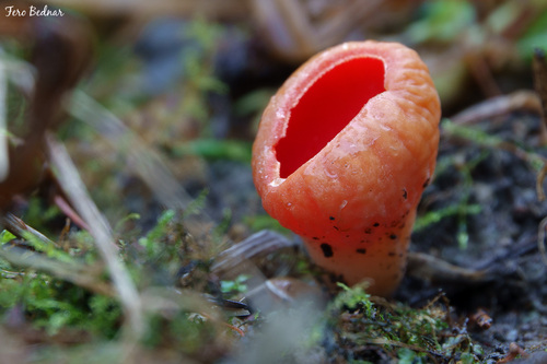 Scarlet Elfcup