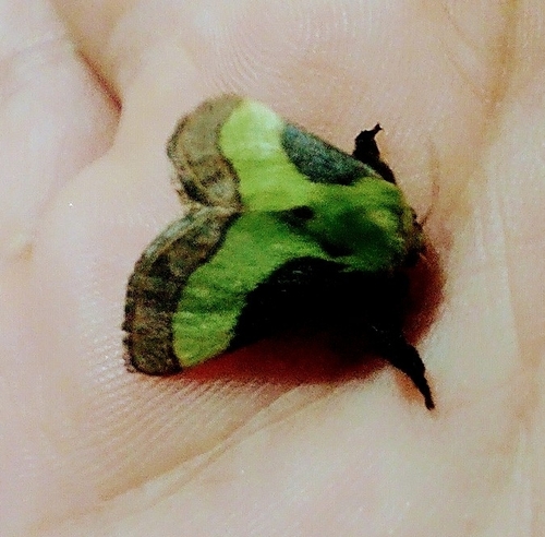 Parasa mionexia