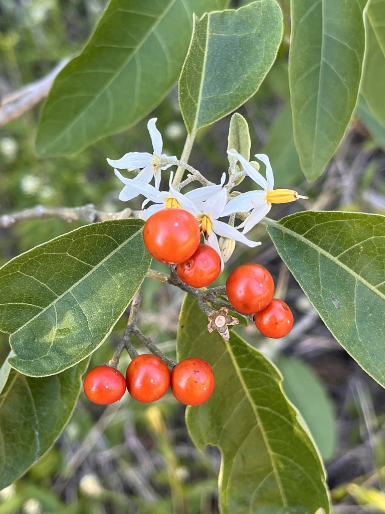 Solanum donianum (Solanum donianum)