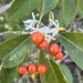 Solanum donianum - Photo (c) tayhay, όλα τα δικαιώματα διατηρούνται