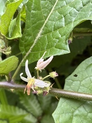 Solanum volubile image