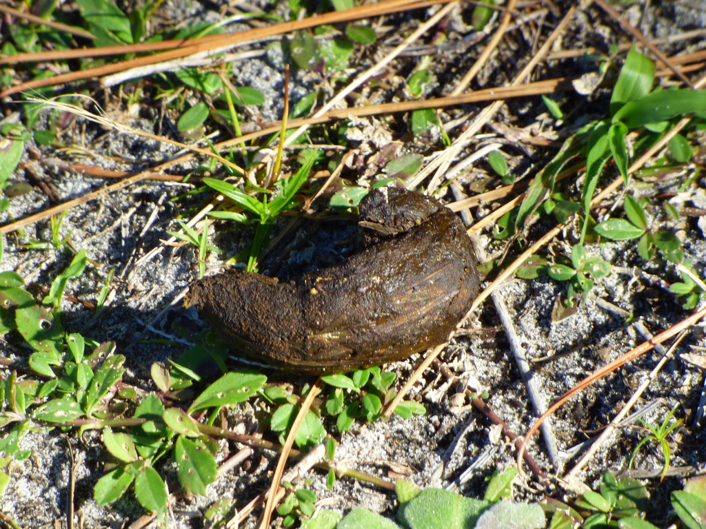 Gopher Tortoise in December 2022 by Krohl. Scat · iNaturalist