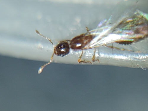 Solenopsis dysdercesSolenopsis dysderces