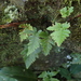 Humata trifoliata - Photo (c) 林建融, όλα τα δικαιώματα διατηρούνται, uploaded by 林建融
