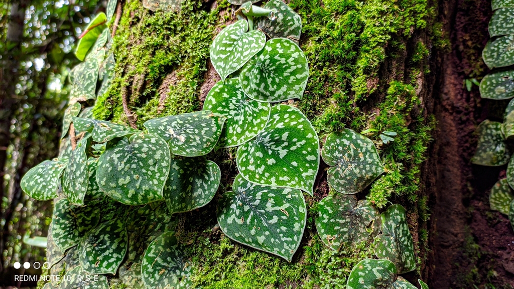 Variety Scindapsus pictus argyraeus · iNaturalist