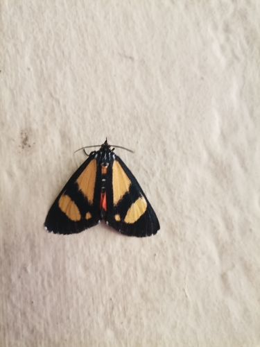 Phaegorista agaristoides