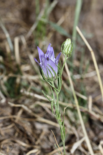 Bukharan Love-in-a-Mist (Nigella bucharica)