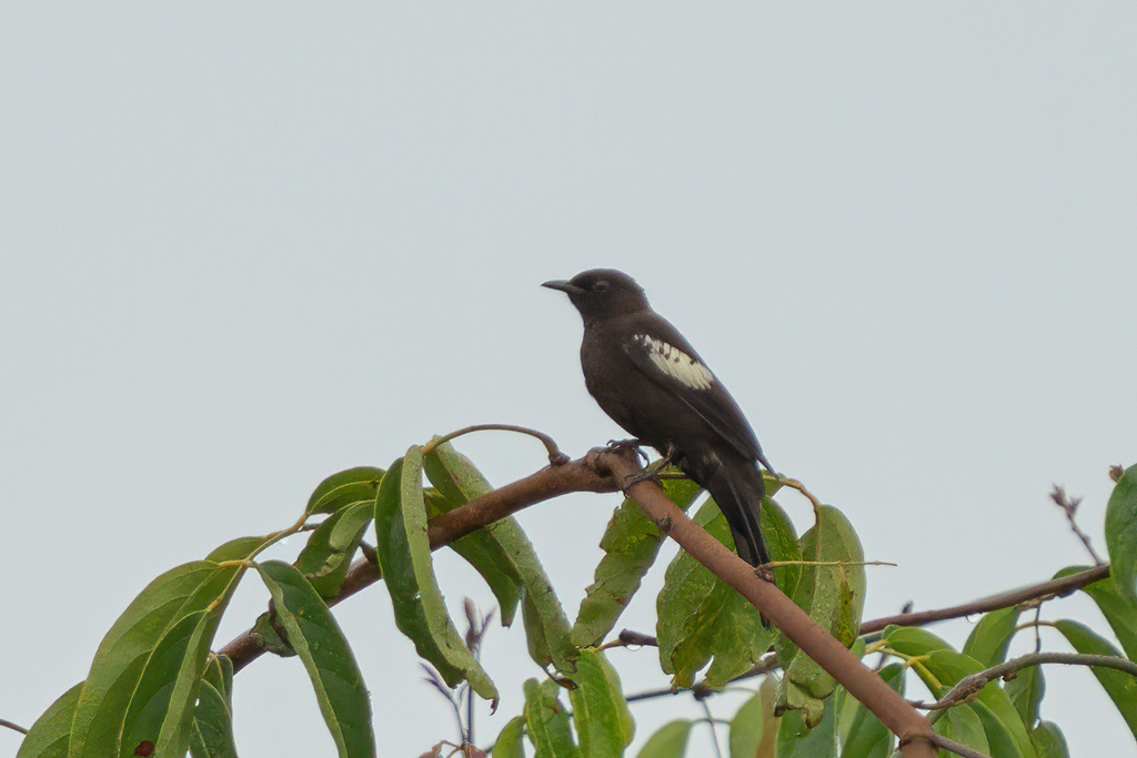 Black-and-white Bulbul (Microtarsus melanoleucos) photo