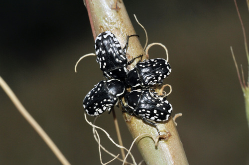 Middle Eastern Flower Scarab