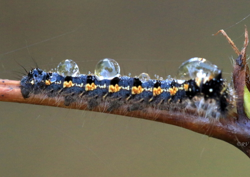 Drinker Moth