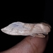 Myelobia smerintha - Photo (c) Rainer Deo, todos los derechos reservados, subido por Rainer Deo