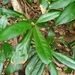Elaeocarpus williamsianus - Photo (c) Luis Webber, todos los derechos reservados, uploaded by Luis Webber