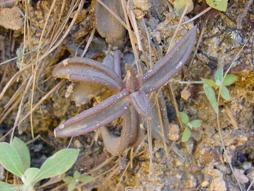 Lenophyllum latum