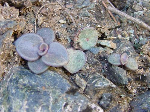 Lenophyllum obtusum