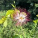 Calliandra hymenaeodes - Photo (c) gabrielly_delamarche, todos los derechos reservados, subido por gabrielly_delamarche