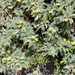 Astragalus lasiosemius - Photo (c) Dr. Alexey Yakovlev, όλα τα δικαιώματα διατηρούνται, uploaded by Dr. Alexey Yakovlev