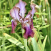Iris stolonifera - Photo (c) Dr. Alexey Yakovlev, todos los derechos reservados, subido por Dr. Alexey Yakovlev