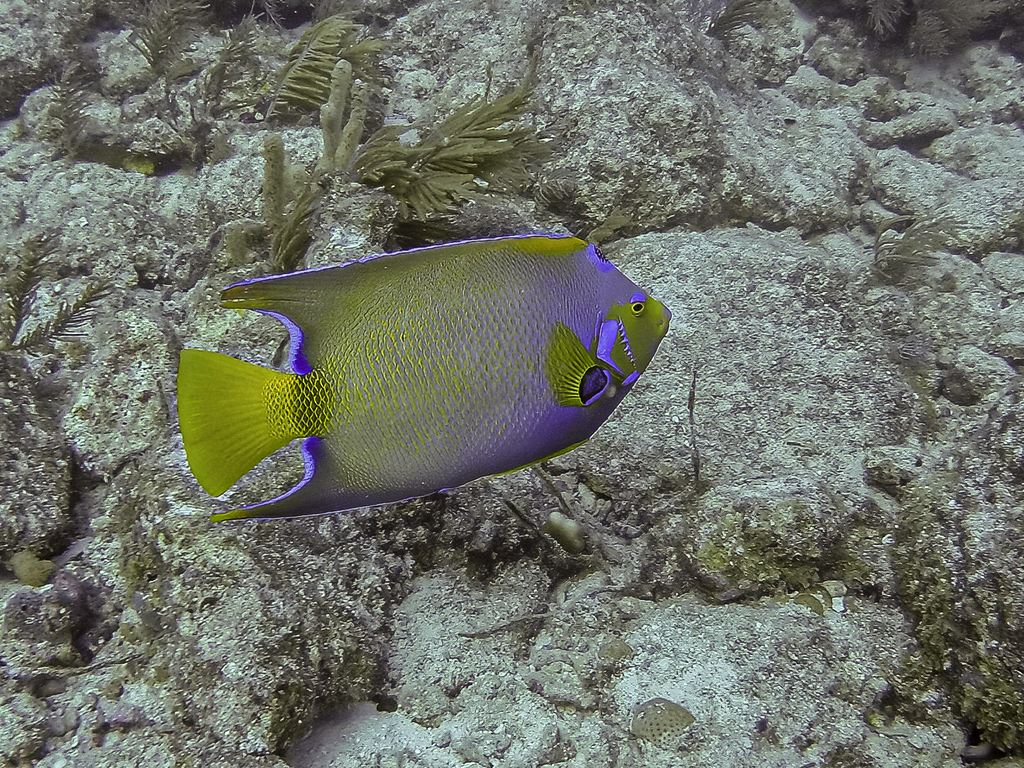 Queen Angelfish
