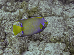 Queen Angelfish