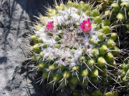 Subspecies Mammillaria compressa centralifera  iNaturalist