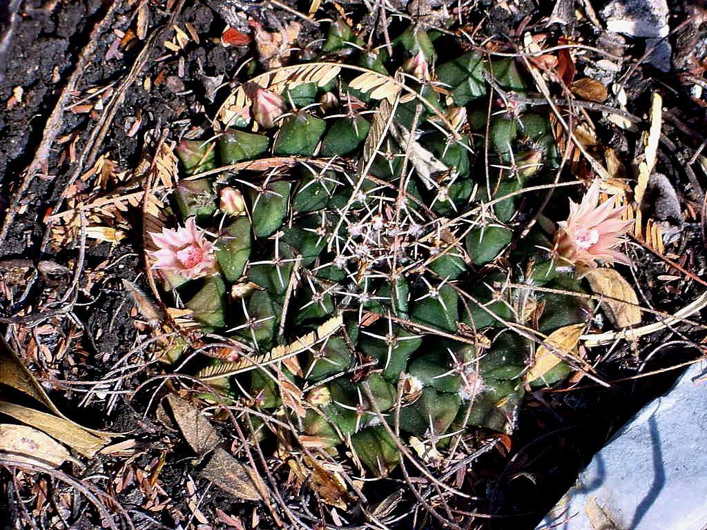 Mammillaria roseoalba  iNaturalist