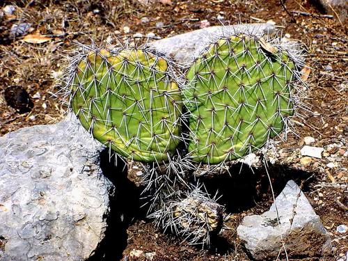 Nopal Sacasil (Opuntia pachyrrhiza) · iNaturalist Mexico