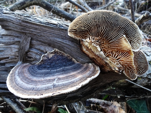 Trametes warnieri