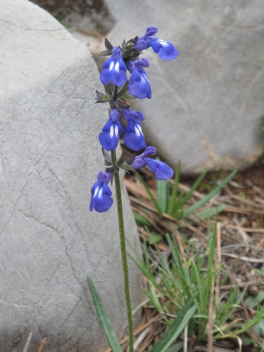 Salvia unicostata