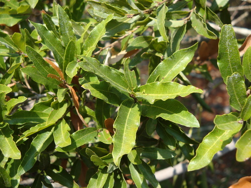 Quercus pringlei