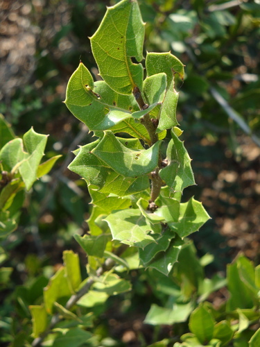 Quercus depressa
