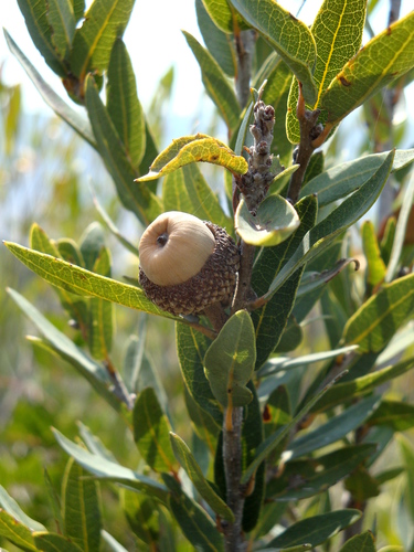 Quercus opaca