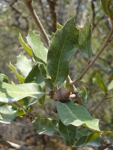 Quercus depressa