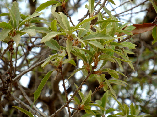 Quercus eduardi
