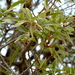 Quercus eduardi - Photo (c) Lex García, all rights reserved, uploaded by Lex García
