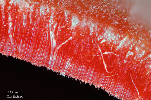 Scarlet Elfcup