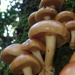 Pholiota microspora - Photo (c) 栗鼠, all rights reserved, uploaded by 栗鼠